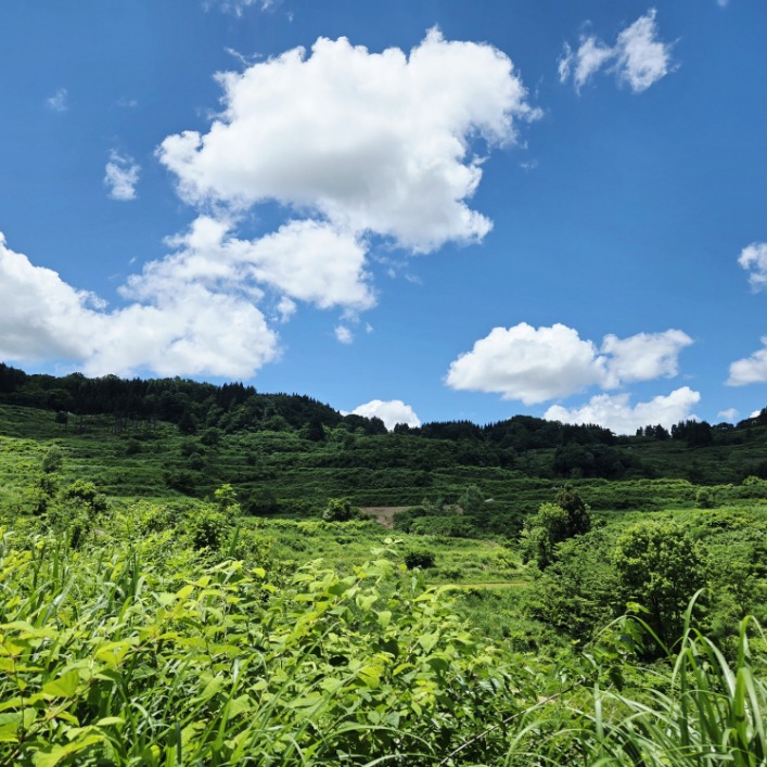 まつだい棚田バンクの田植えイベント🌱